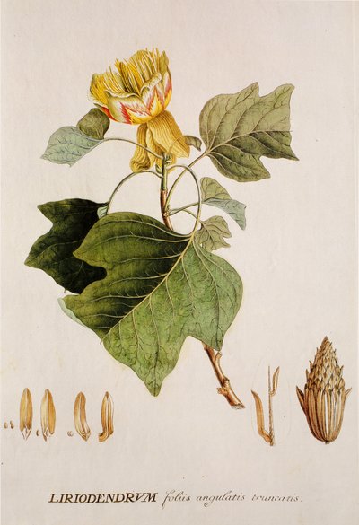 Liriodendron tulipifera/Tulipeira/Tulipeira de Unbekannt