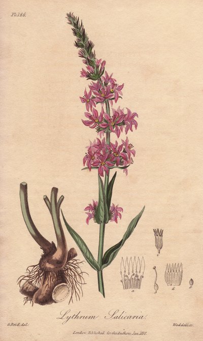 Loosestrife (Lythrum salicaria) - Água forte de William Clarke para ilustrar "Medical Botanical, Description of the Medicinal Plants of London, Edinburgh and Dublin" de John Stephenson e James Morss Churchill, publicado em Londres por John Churchill em 1 de Unbekannter Künstler