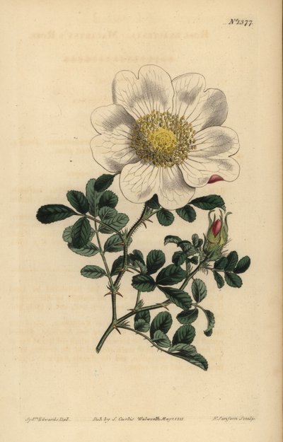 Rosa bracteata de Macartney de Unbekannt