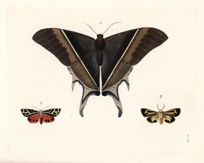 Traça-da-andorinha-de-Maclean, Lyssa macleayi 1, traça-do-cinábrio, Callimorpha phyllira 2, e traça-tigre-do-Nais, Apantesis nais 3. Litografia colorida à mão da nova edição de John O. Westwood de "Illustrations of Exotic Entomology" de Dru Drury, Bohn, Lo de Unbekannter Künstler
