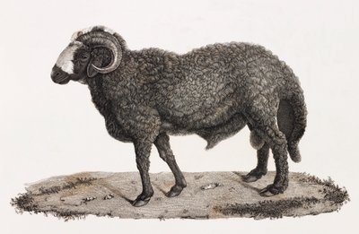 Mamíferos: um carneiro com uma grande cauda de Unbekannt