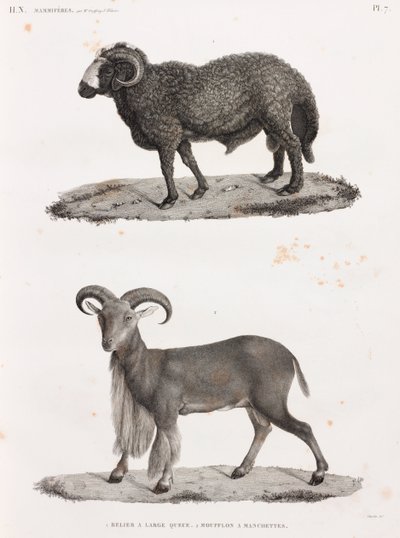 Mamíferos: um carneiro com uma grande cauda e uma ovelha Barbary de Unbekannt
