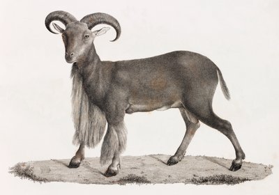 Mamíferos: uma ovelha barbária de Unbekannt