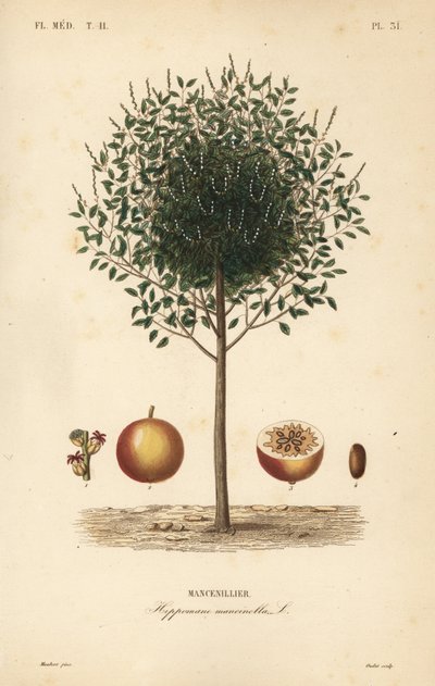 Manchineel ou manchioneel árvore, Hippomane mancinella, Mancenillier de Unbekannt