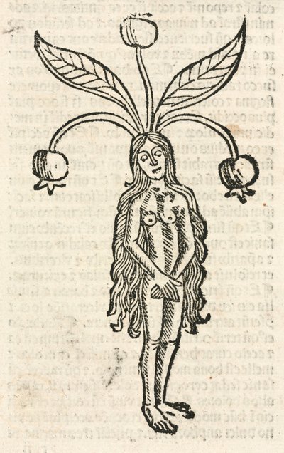 Mandrágora (forma feminina) de Unbekannt