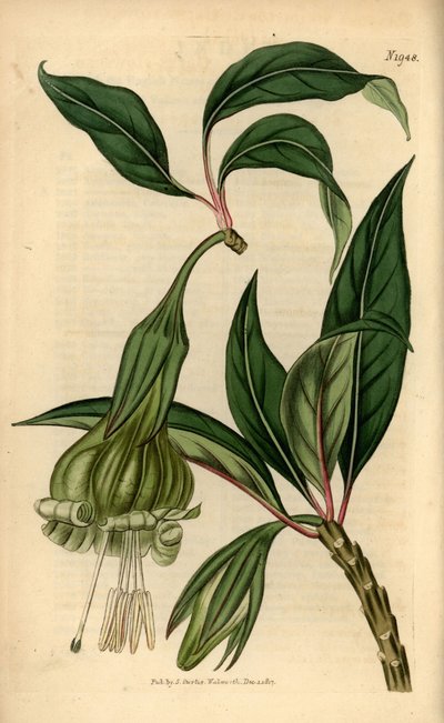 Markea viridiflora (Solandra viridiflora). Gravura em chapa de cobre colorida à mão da revista Botanical Magazine de Samuel Curtis, Londres de Unbekannter Künstler