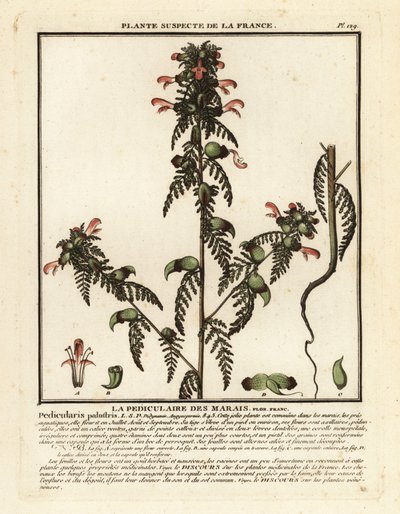 Marsh lousewort, Pedicularis palustris. de Unbekannter Künstler
