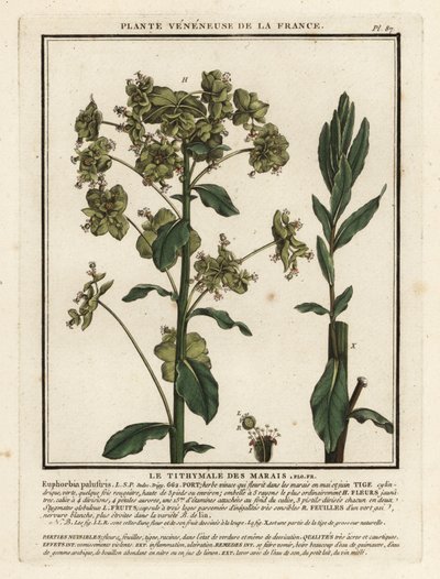Marsh spurge, Euphorbia palustris. de Unbekannter Künstler