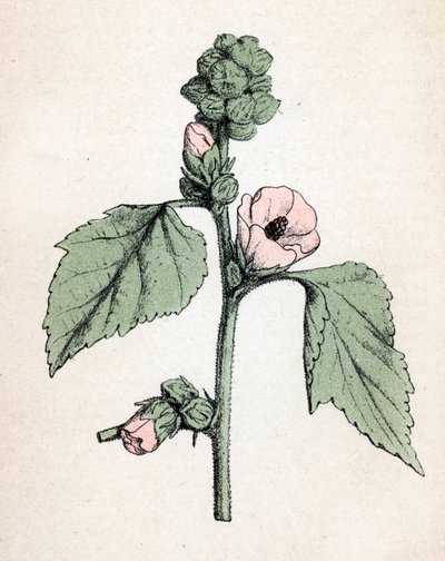 Marshmallow officinale (Althaea officinalis) (Malva branca) (marshmallow, malva do pântano) Placa botânica de "Atlas colorie des plantes medicinales" de Paul Hariot de Unbekannter Künstler