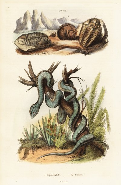Víbora martinicana e trilobitas extintos. de Unbekannter Künstler