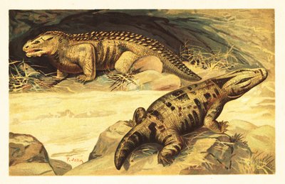 Mastodonsaurus e Pareiasaurus.1908 (litografia) de Unbekannter Künstler