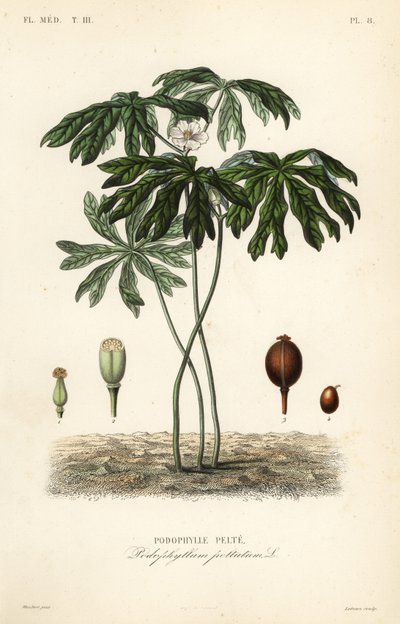 Mayapple ou mandrágora americana, Podophyllum peltatum, Podophylle pelte de Unbekannt
