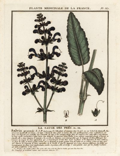 Clary do prado, Salvia pratensis. de Unbekannter Künstler