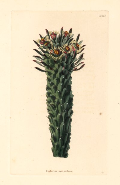 Cabeça de Medusa, Euphorbia caput-medusae. Gravura em chapa de cobre colorida à mão, de George Cooke, do Botanical Cabinet de Conrad Loddiges, Hackney de Unbekannter Künstler