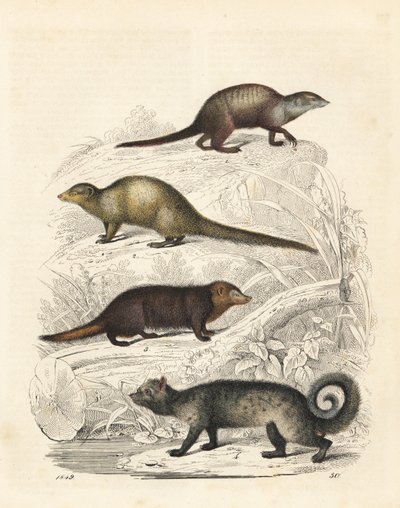 Suricata suricatta 1, mangusto cinzento indiano Herpestes edwardsii 2, kusimanse comum Crossarchus obscurus 3 e civeta asiática Paradoxurus hermaphroditus 4. Litografia colorida à mão do Livro do Mundo de Carl Hoffmann, Estugarda de Unbekannter Künstler