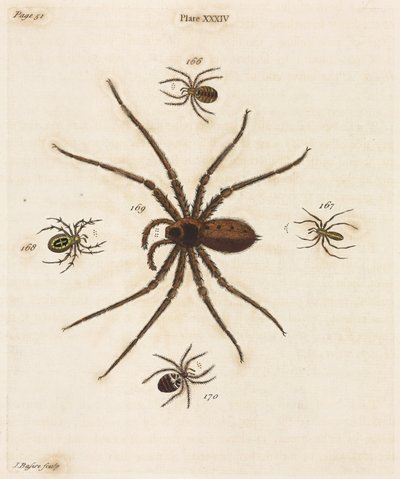 Microscopia de Unbekannt