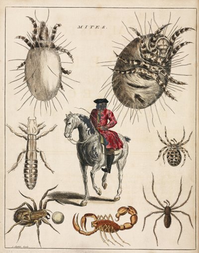Microscopia de Unbekannt