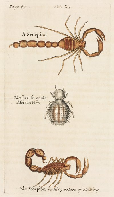 Microscopia de Unbekannt