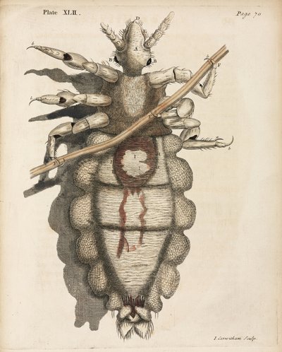 Microscopia de Unbekannt