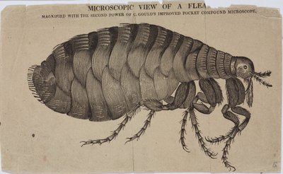 Microscopia de Unbekannt