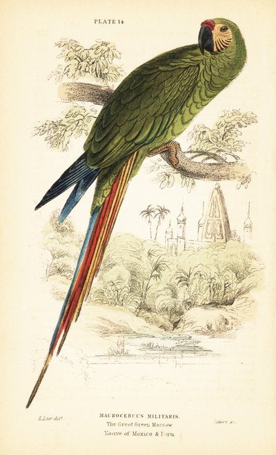 Arara Militar, Ara militaris. 1889 (gravura) de Unbekannter Künstler