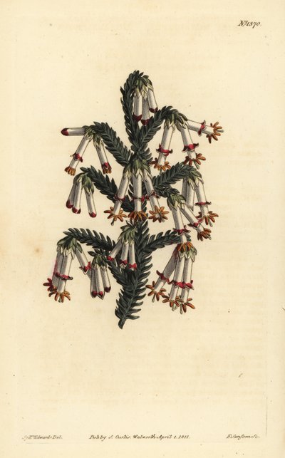 Monadelphous heath, Erica monadelpha de Unbekannt