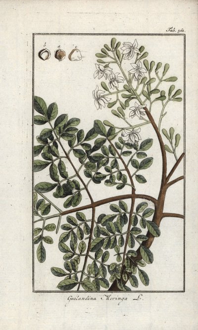 Moringa (Moringa oleifera). Litografia de "Afbeelding der Artseny-Gewassen" de Johannes Zorn (1739-1799), Países Baixos de Unbekannter Künstler