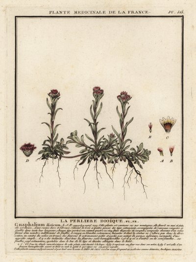 Montanha eterna, Antennaria dioica. de Unbekannter Künstler