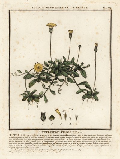 Gavião orelhudo, Pilosella officinarum. de Unbekannter Künstler