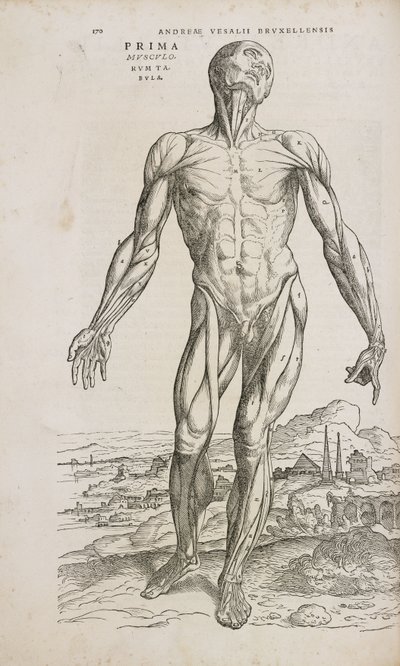 Músculos Visão frontal dos músculos superficiais do corpo humano masculino de Unbekannt