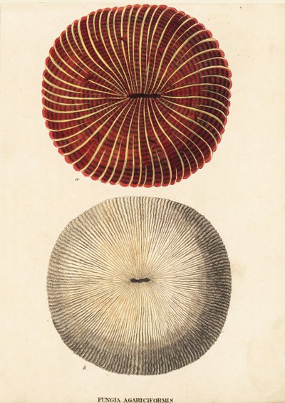 Cogumelo coral, Fungia fungites (Fungia agariciformis). Gravura em metal aço colorida à mão da Galeria de História Natural de Georg Friedrich Treitschke, Naturhistorischer Bildersaal des Thierreiches, Liepzig-1842. de Unbekannter Künstler