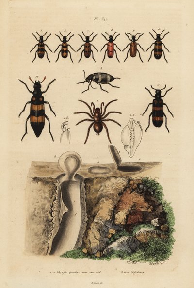 Aranha alçapão Mygalomorph e seu ninho, e escaravelhos, espécies Mylabris de Unbekannt