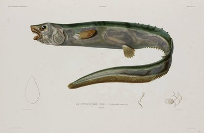 Natacanthus nasus, Islândia, início do século 19 de Unbekannter Künstler