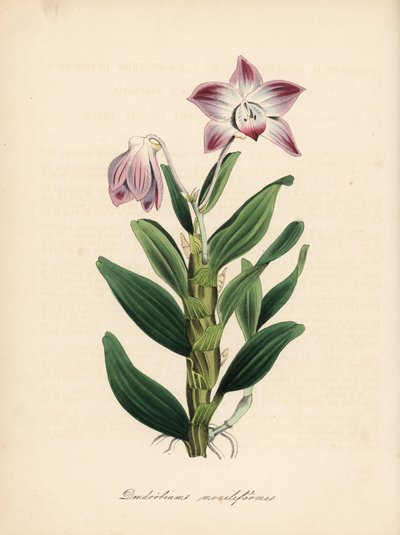 Orquídea dendrobium ou sekikoku, Dendrobium moniliforme. Zincografia colorida à mão de C. Chabot, desenhada por Miss M. A. Burnett a partir do seu "Plantae Utiliores: or Illustrations of Useful Plants", Whittaker, Londres de Unbekannter Künstler