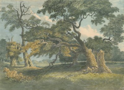 Needwood - Oak Tree: pintura em aquarela, nº [ 19th cent] de Unbekannt