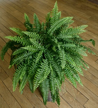 Nephrolepis exaltata, samambaia em uma casa de Benjamin Baud