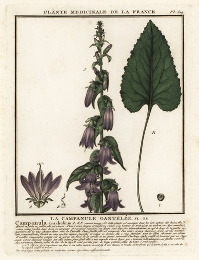 Campanula com folhas de urtiga, Campanula trachelium. de Unbekannter Künstler