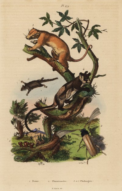 Cuscus comum do norte, Phalanger orientalis 3, asa de barriga amarela, Petaurus australis 4, asa-delta, Acrobates pygmaeus 5, fungos Peziza 1 e Psygmatocerus wagleri beetle 2 de Unbekannt