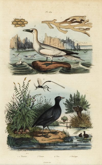 Gannet do Norte, Morus bassanus 4, galeirão vermelho, Fulica rufifrons 5, Flustra foliacea 1,2, e Gasteruption wasp 3 de Unbekannt