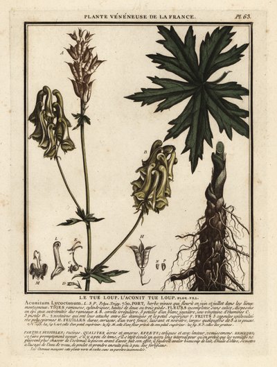 Aconitum lycoctonum, Aconitum lycoctonum. de Unbekannter Künstler