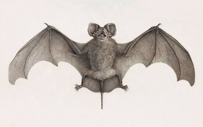 Nyctinome Do Egito, morcegos no Egito de Unbekannt