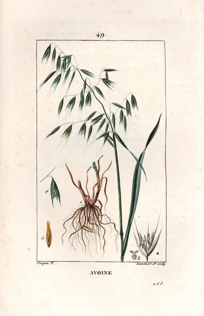 Aveia Cultivee ou aveia bizantina - Gravura de Lambert fils, a partir de um desenho de Pierre Jean Francois Turpin (1775-1840), extraído de La flore medicale, de Chaumeton, Poiret et Chamberet, Paris 1830 - Aveia, Avena sativa - Gravura de Lambert Junior d de Unbekannter Künstler