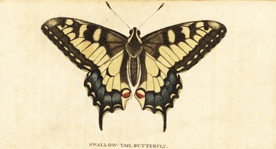Old World swallowtail, Papilio machaon.,1800 (gravura) de Unbekannter Künstler