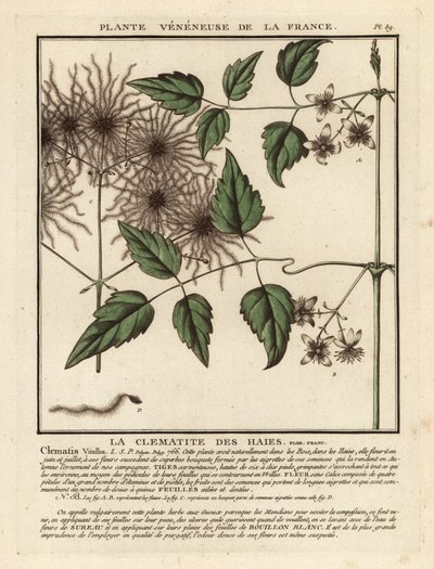 Barba do velhote, Clematis vitalba. de Unbekannter Künstler