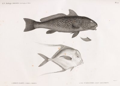 Churrasqueira Ombrine & Gal D
