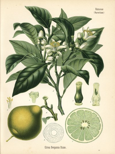 Bergamota laranja, Citrus bergamia. Cromolitografia a partir de uma ilustração botânica da obra Medicinal Plants de Hermann Adolph Koehler, editada por Gustav Pabst, Koehler, Alemanha de Unbekannter Künstler