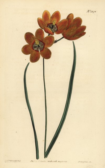 Ixia monadelphous de cor laranja, Ixia monadelpha de Unbekannt