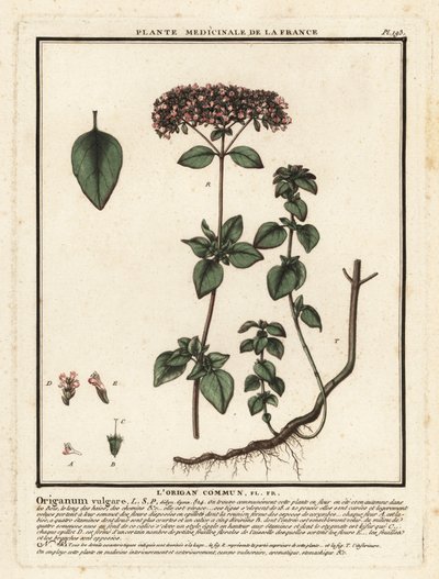 Oregãos ou manjerona selvagem, Origanum vulgare. de Unbekannter Künstler