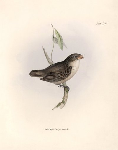 Ornitologia: "Camarhynchus psittaculus ou Geospize psittacin" Descrição de um passeriforme por Charles Darwin (1809-1882) observado durante a sua expedição a bordo do Beagle. Placa de "The zoology of the voyage of H.M.S. Beagle. Flight. III, Aves descritas de Unbekannter Künstler