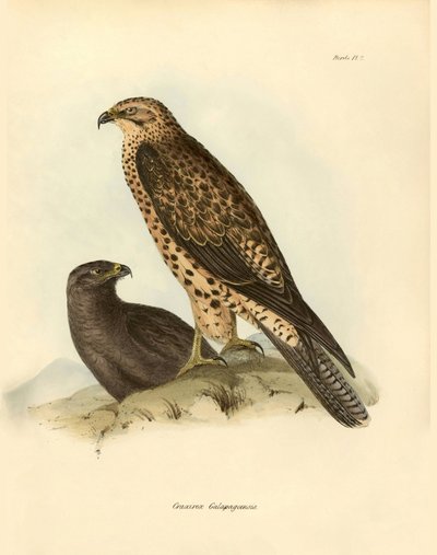 Ornitologia: Bico "Craxirex Galapagoensis" das Galápagos descrito por Charles DarWin (1809-1882) durante a sua expedição a bordo do Beagle. Placa de "Birds described by John Gould, with notice of their habits by Charles Darwin de Unbekannter Künstler